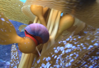 Snail on Kelp - Channel Islands